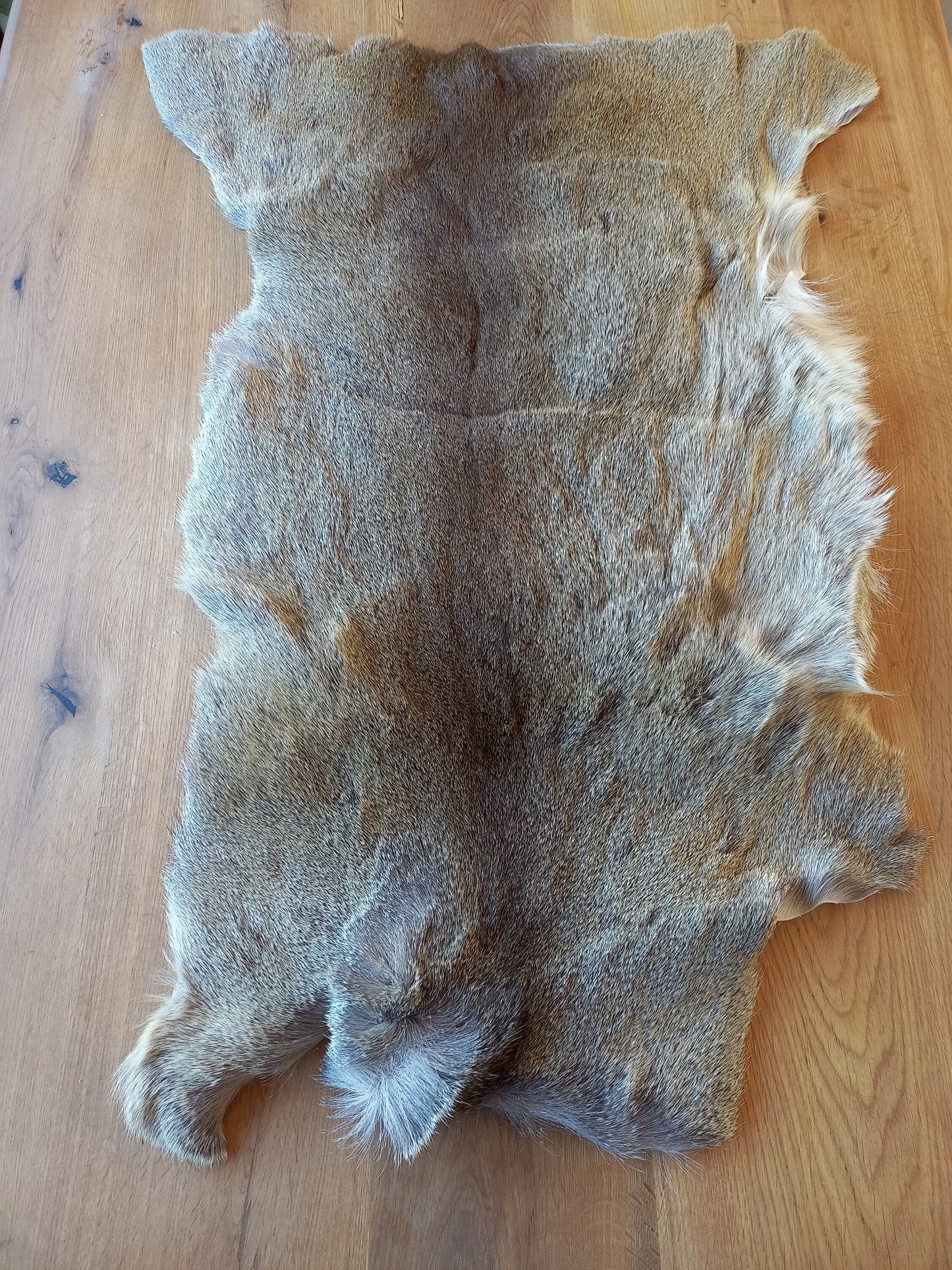 Roe Deer Pelt (B)