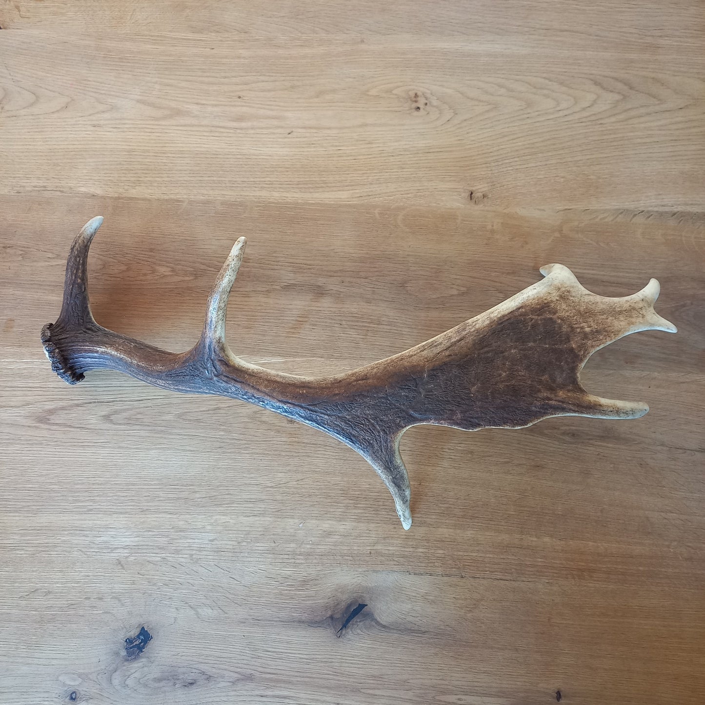 Fallow Deer Antler with Jormungandr Carving