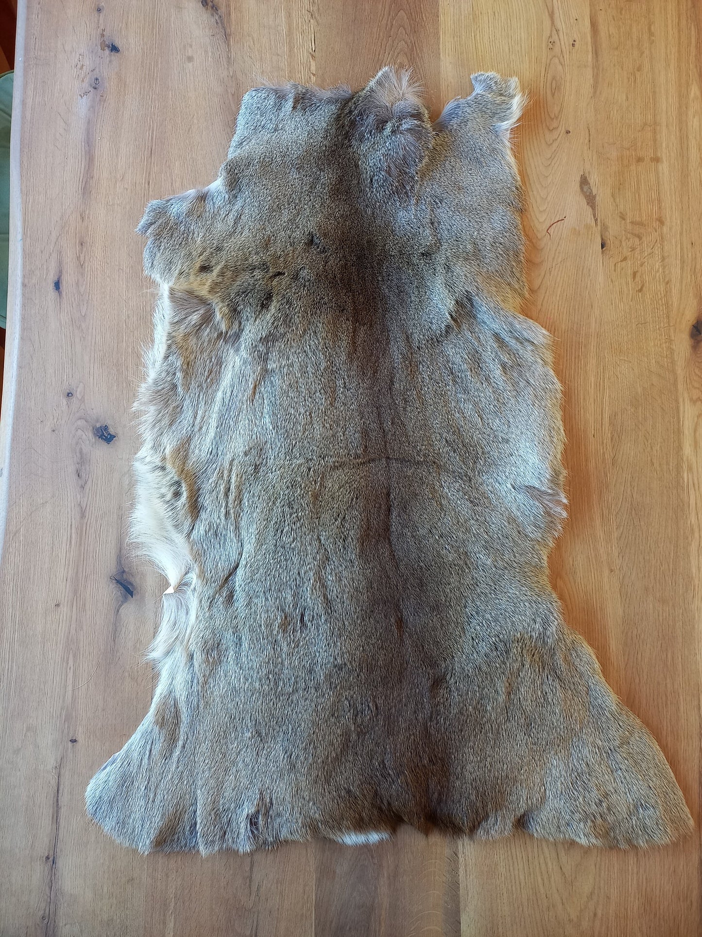 Roe Deer Pelt (B)