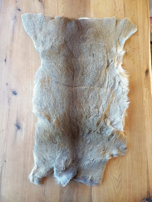 Roe Deer Pelt (B)