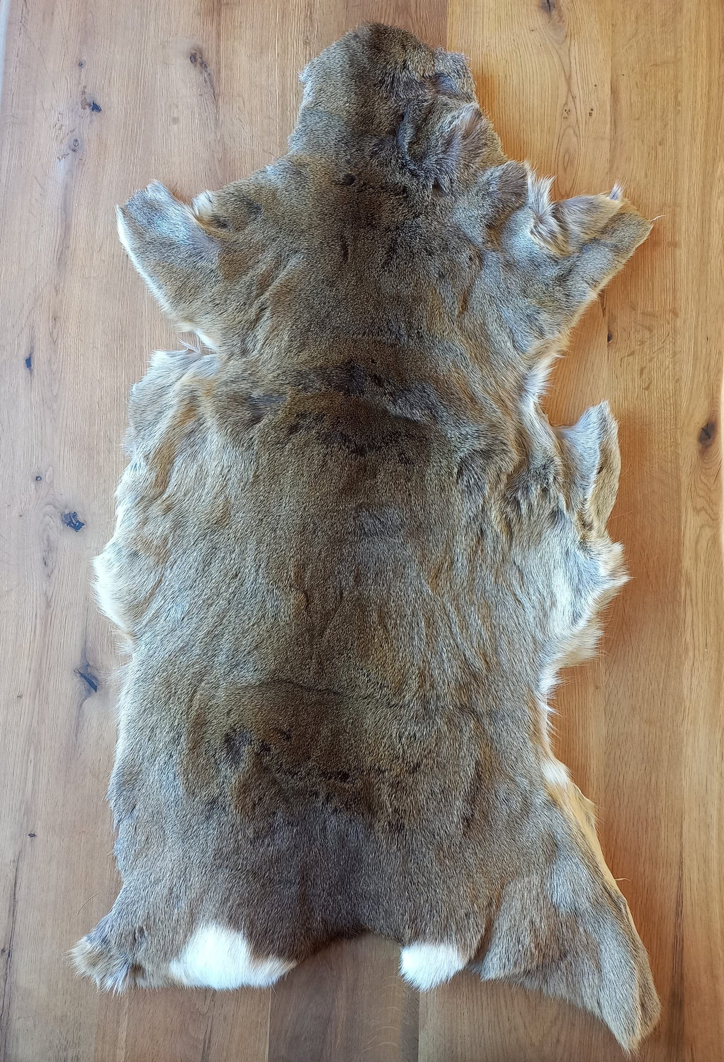 Roe Deer Pelt