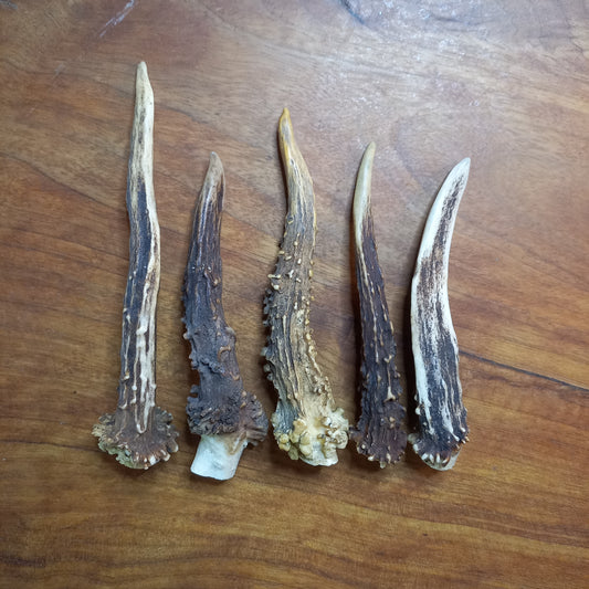 Set of Five Small Roe Deer Antler Spikes (B)