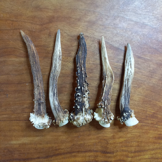 Set of Five Small Roe Deer Antler Spikes (C)