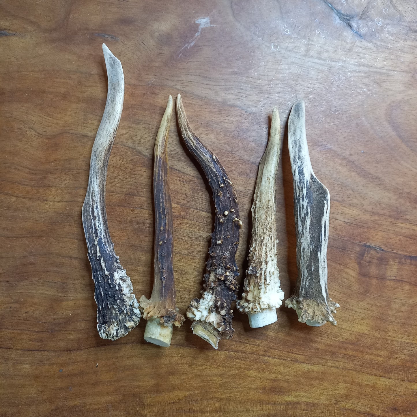 Set of Five Small Roe Deer Antler Spikes (D)