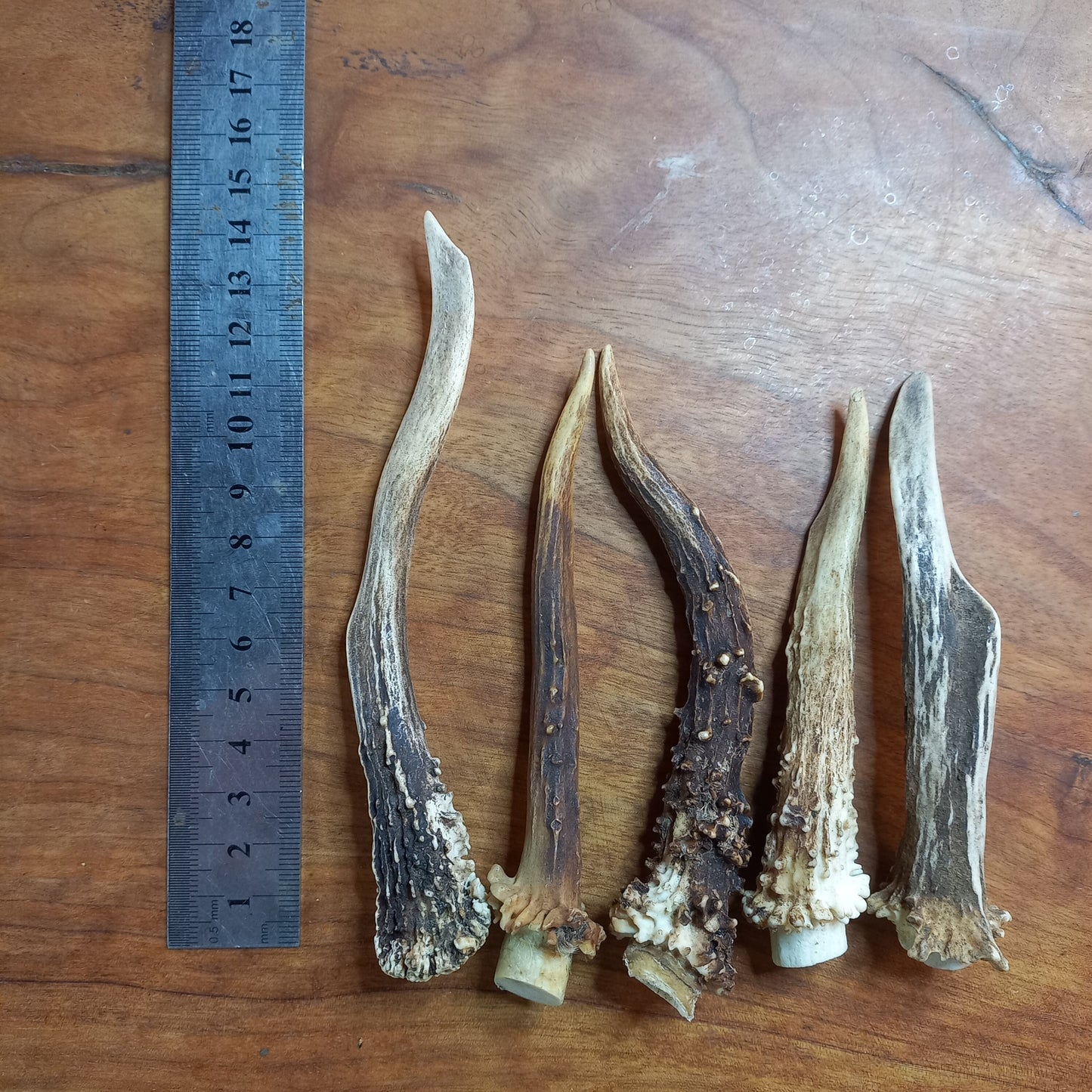 Set of Five Small Roe Deer Antler Spikes (D)