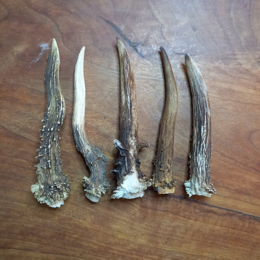 Set of Five Small Roe Deer Antler Spikes (E)