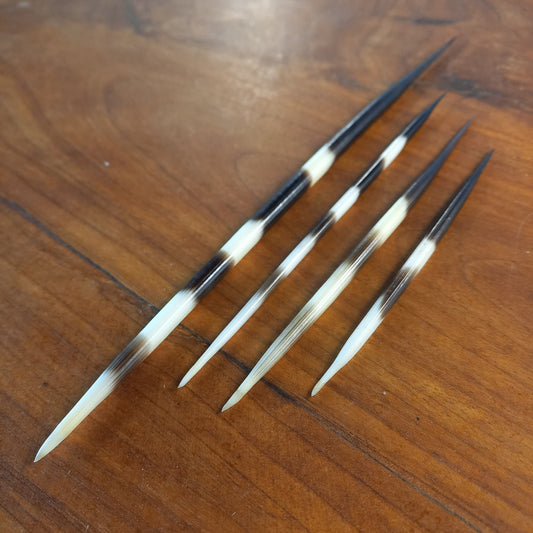 Mixed Set of Four Striped African Porcupine Quills (A)