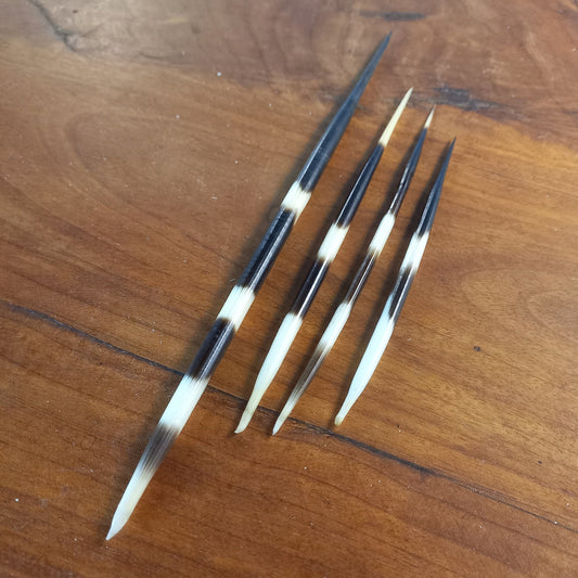 Mixed Set of Four Striped African Porcupine Quills (B)