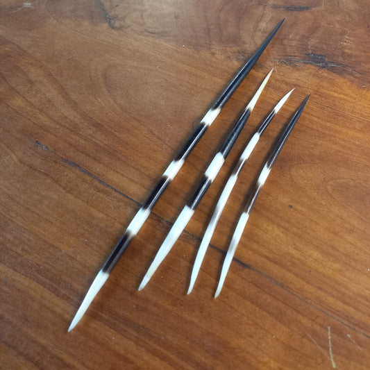 Mixed Set of Four Striped African Porcupine Quills (E)