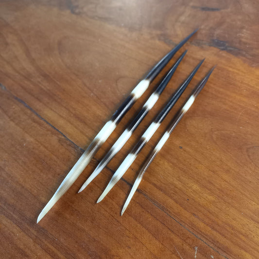 Mixed Set of Four Striped African Porcupine Quills (D)