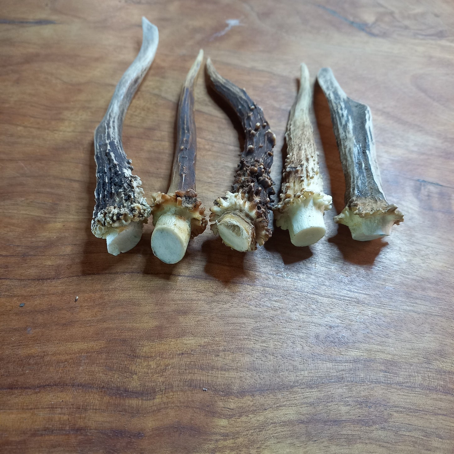 Set of Five Small Roe Deer Antler Spikes (D)