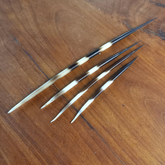 Mixed Set of Four Striped African Porcupine Quills (C)