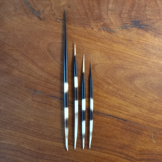 Mixed Set of Four Striped African Porcupine Quills (F)