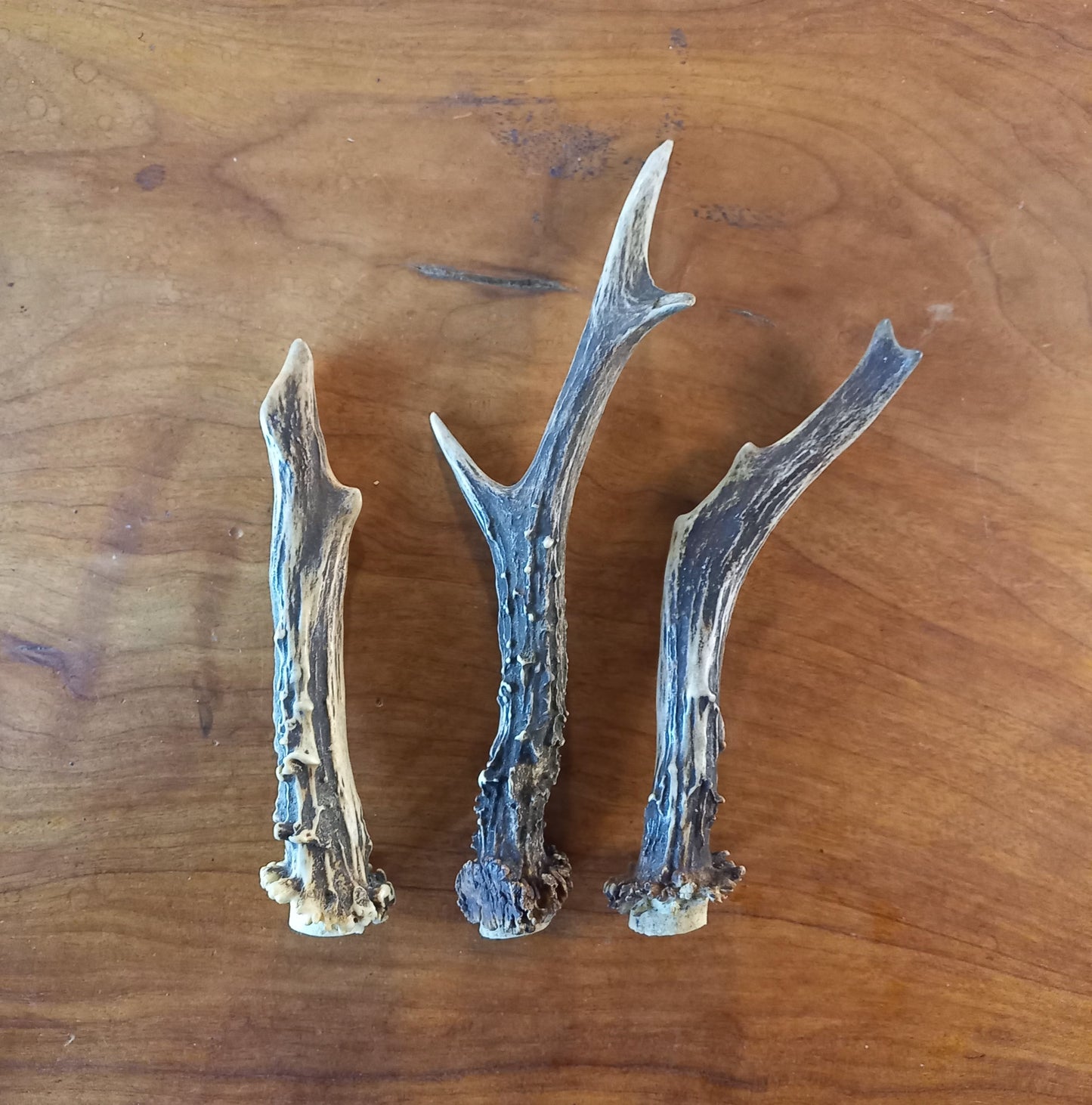 Set of Three Roe Deer Antlers (TRP02)