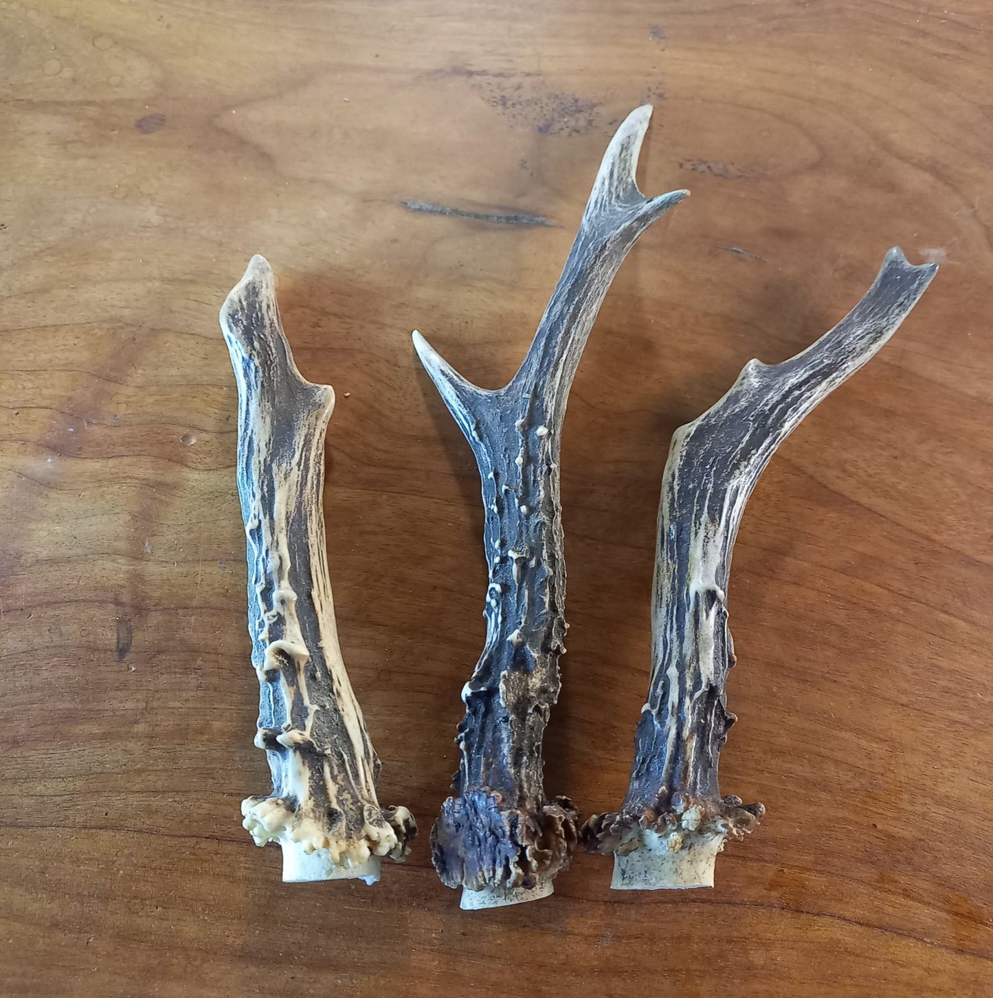 Set of Three Roe Deer Antlers (TRP02)