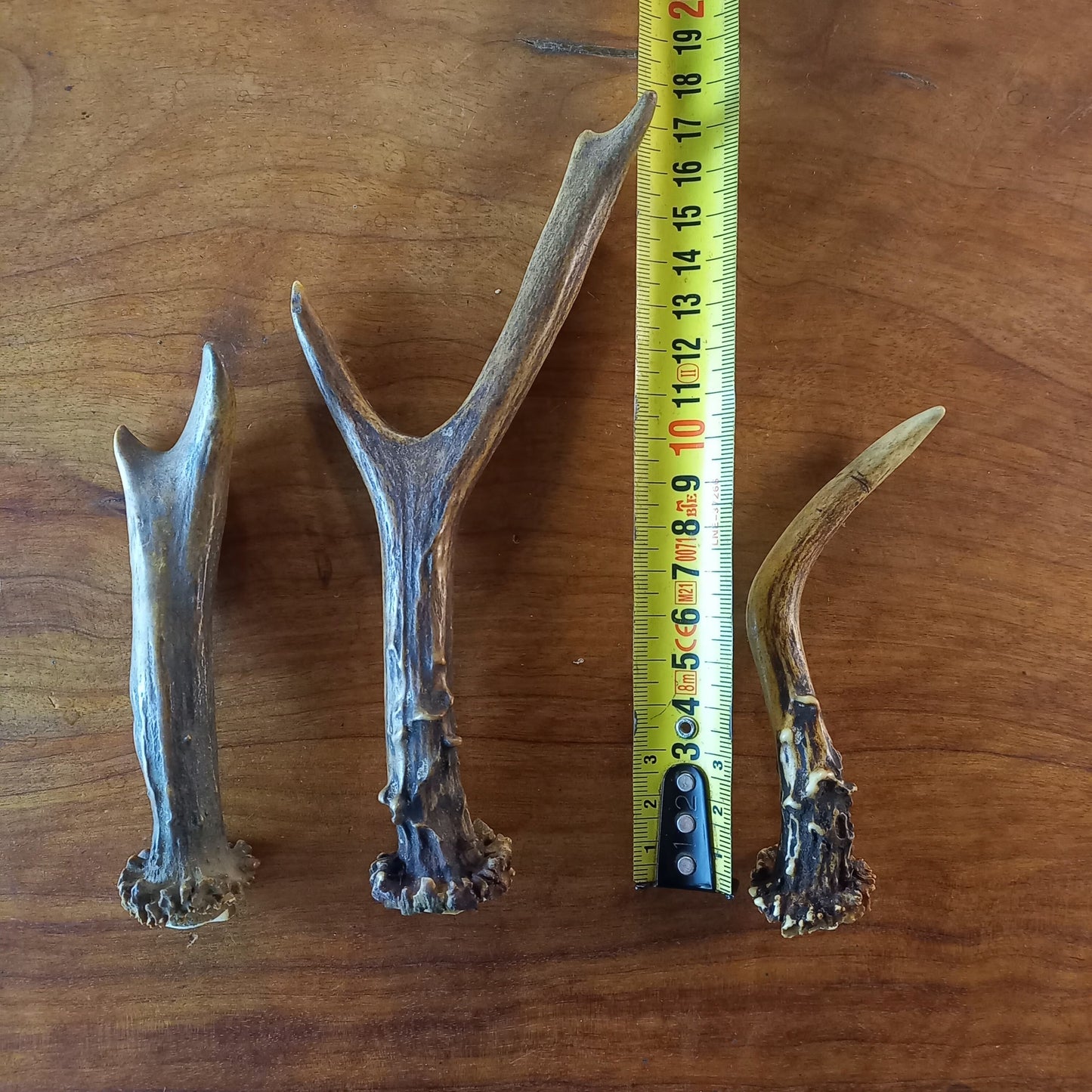 Set of Three Roe Deer Antlers (TRP03)