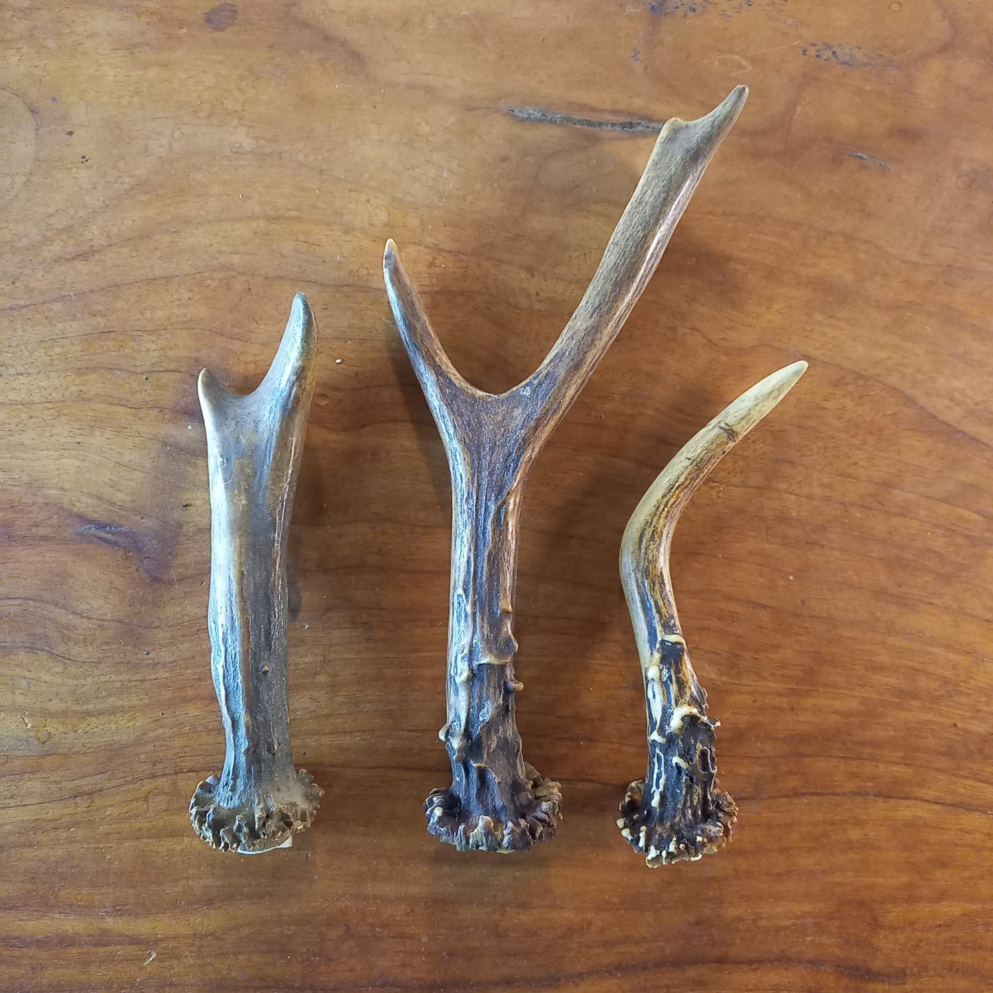 Set of Three Roe Deer Antlers (TRP03)