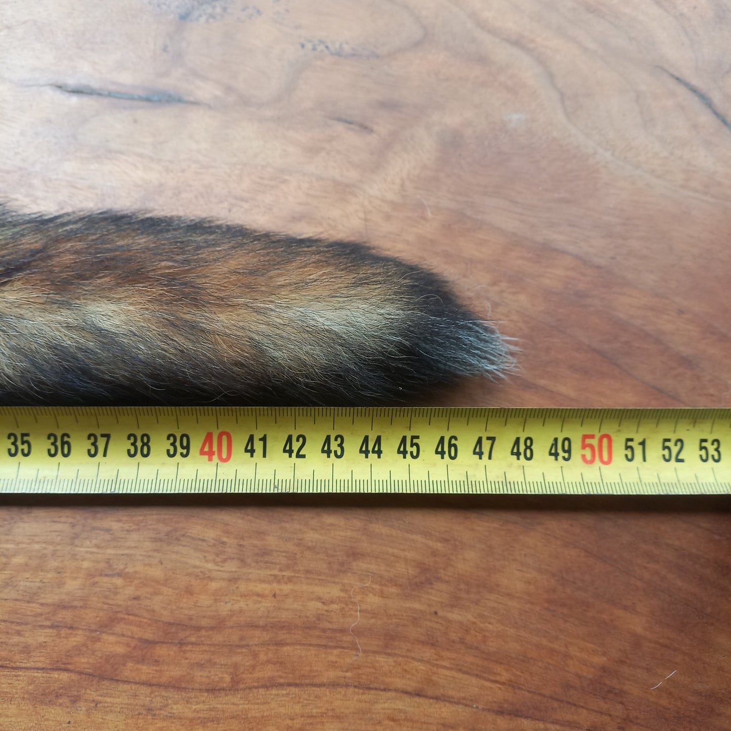 Australian Red Fox Pelt Tail (FOX01)