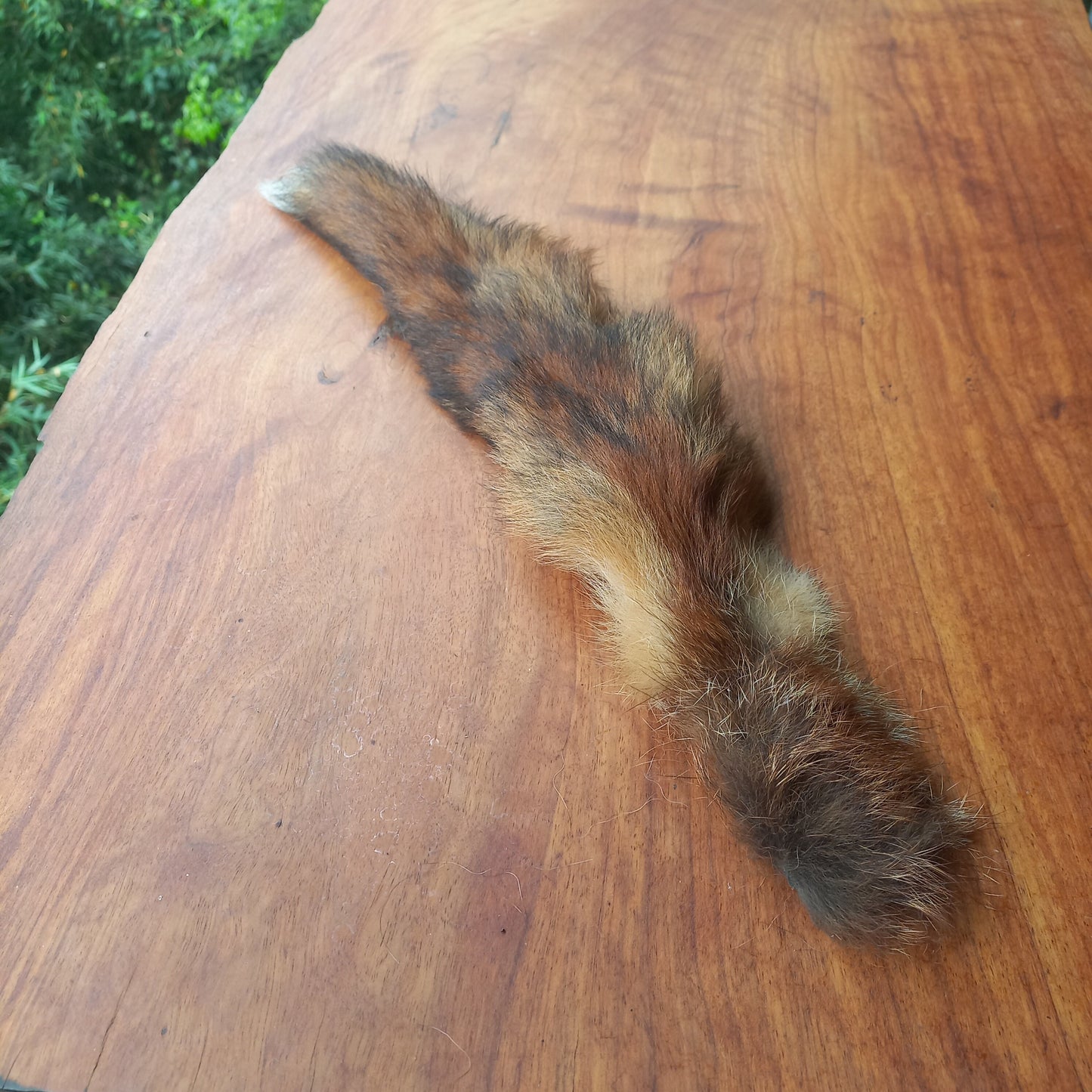 Australian Red Fox Pelt Tail (FOX02)