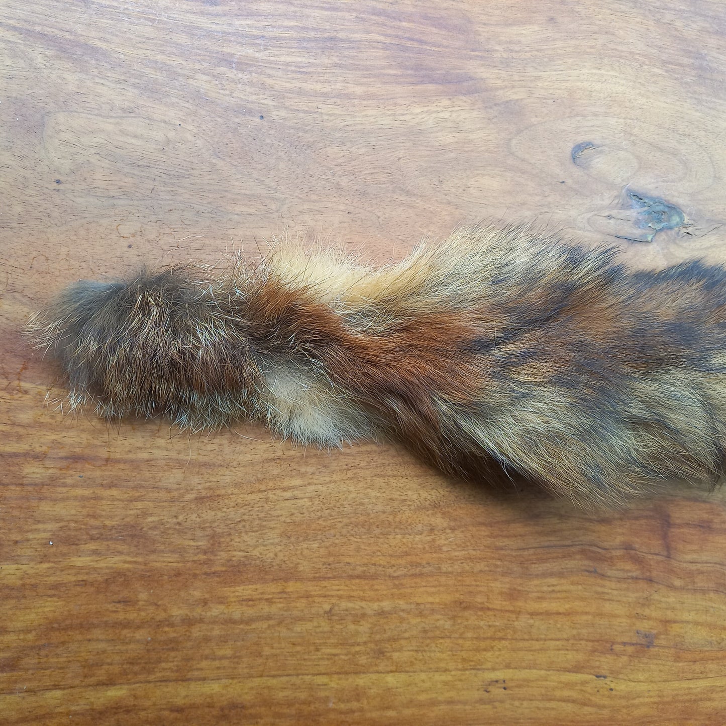 Australian Red Fox Pelt Tail (FOX02)