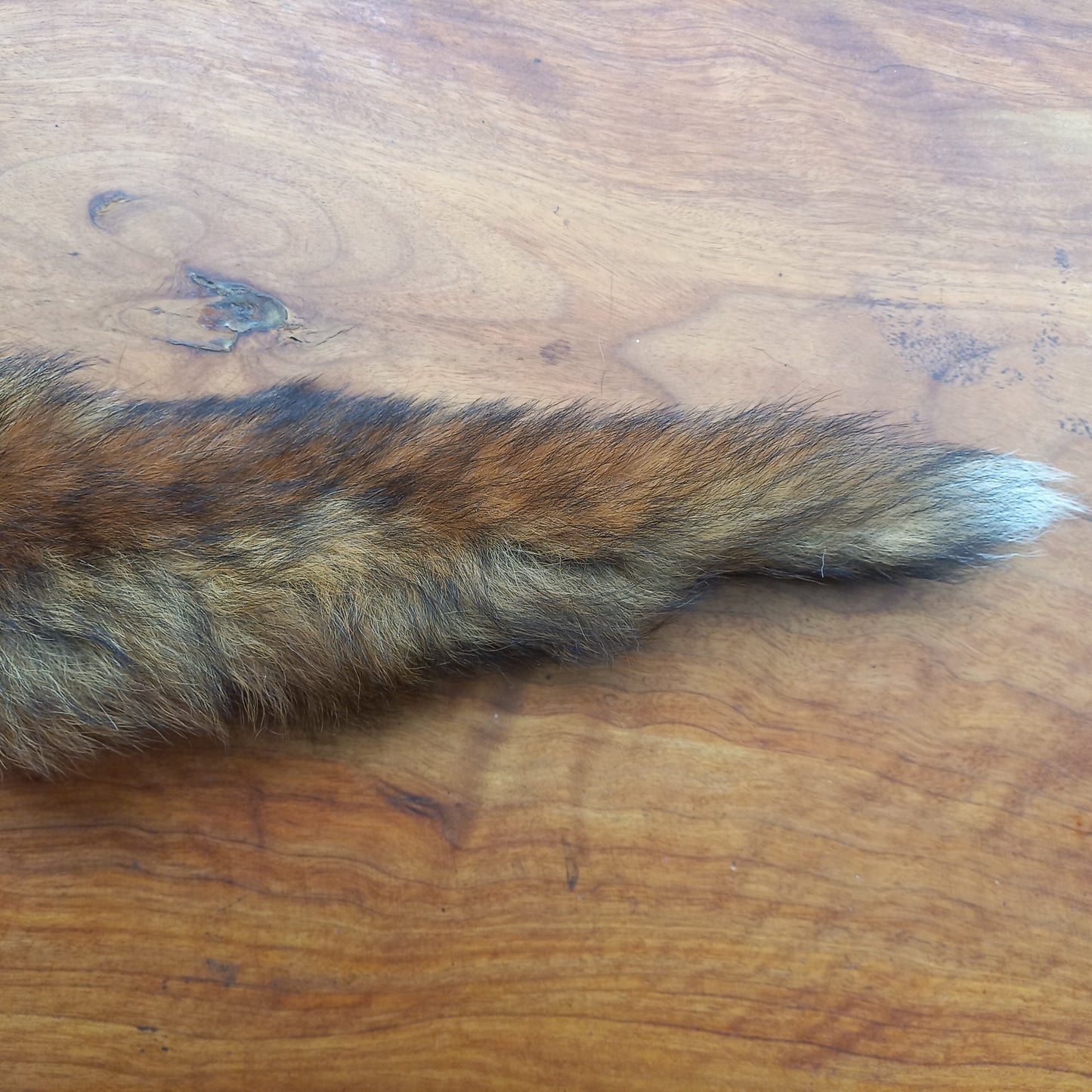 Australian Red Fox Pelt Tail (FOX02)