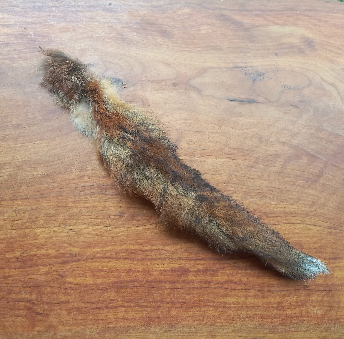 Australian Red Fox Pelt Tail (FOX02)