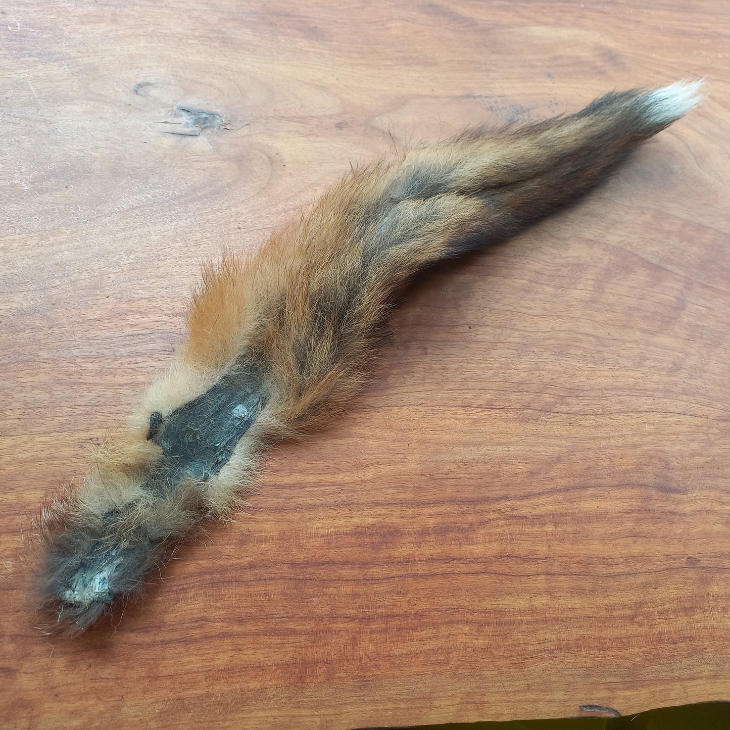 Australian Red Fox Pelt Tail (FOX02)