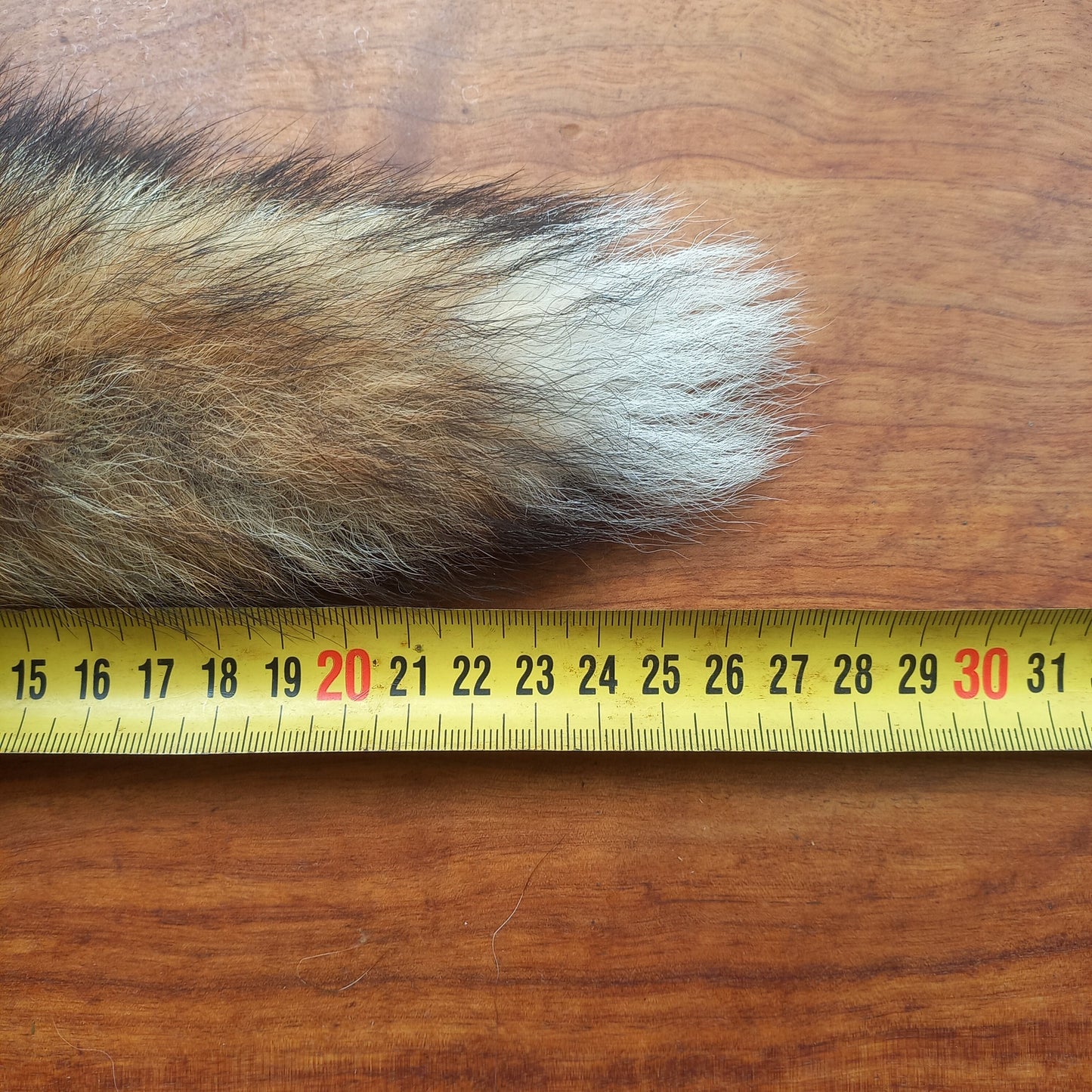 Australian Red Fox Pelt Tail (FOX03)