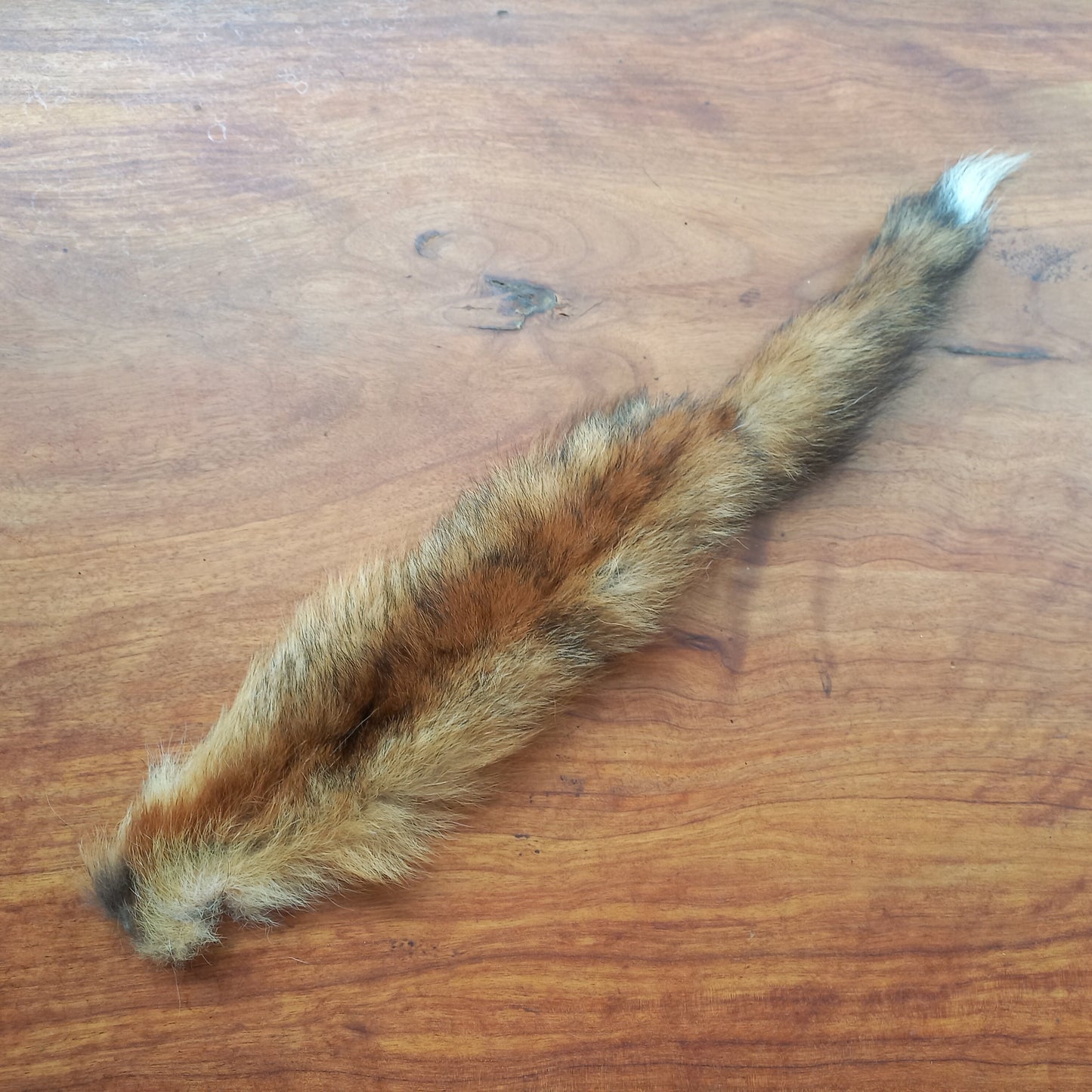 Australian Red Fox Pelt Tail (FOX04)