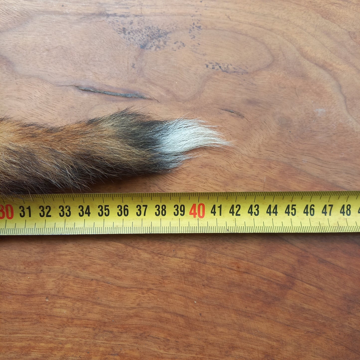 Australian Red Fox Pelt Tail (FOX04)