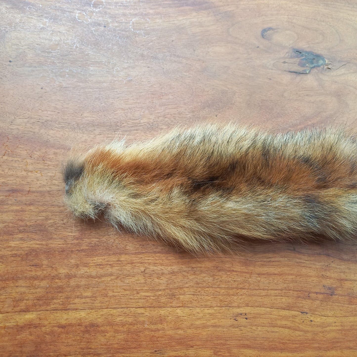 Australian Red Fox Pelt Tail (FOX04)