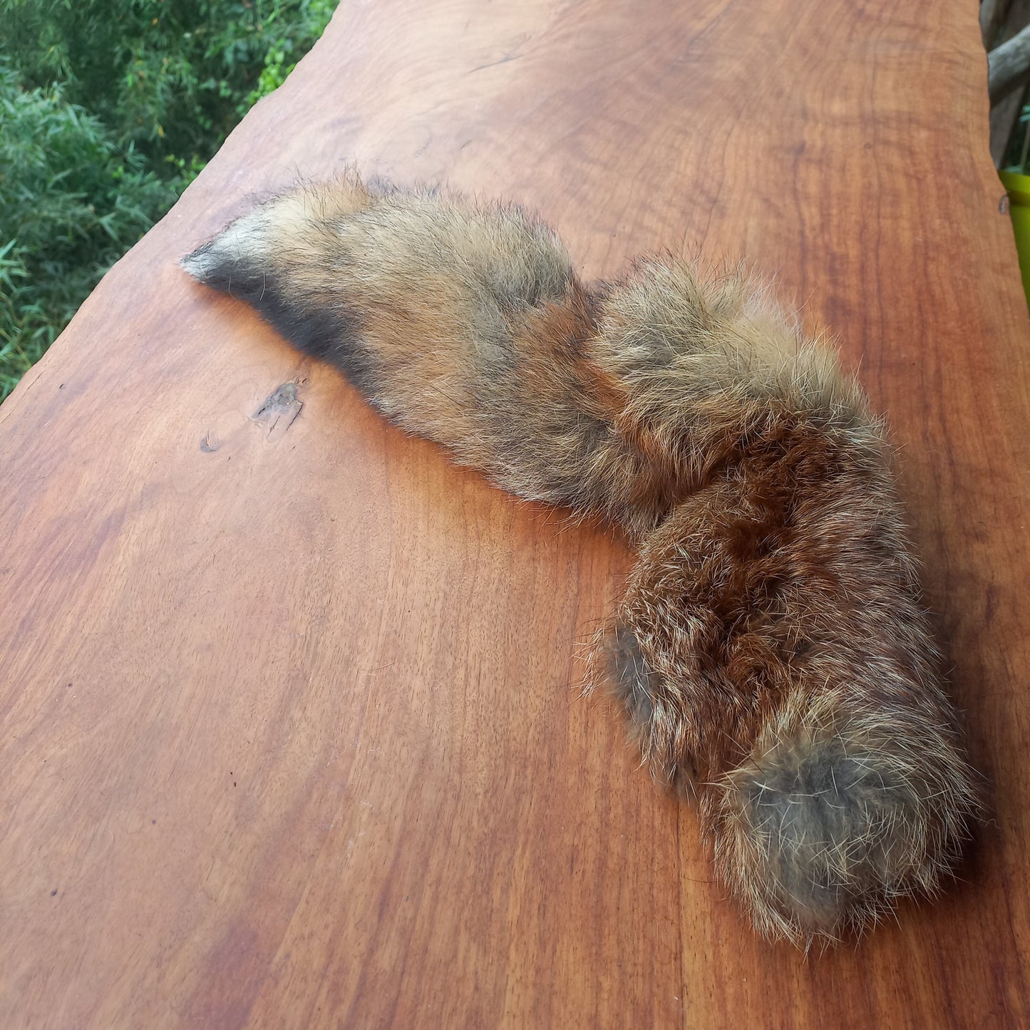 Australian Red Fox Pelt Tail (FOX05)