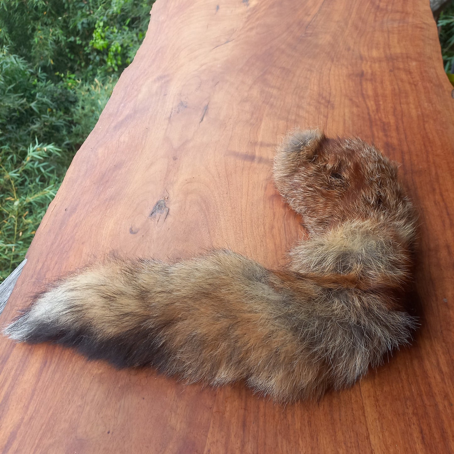 Australian Red Fox Pelt Tail (FOX05)