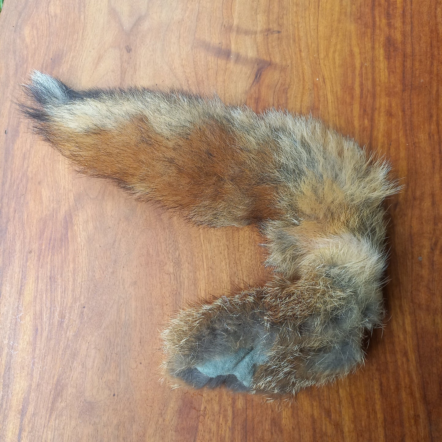 Australian Red Fox Pelt Tail (FOX05)