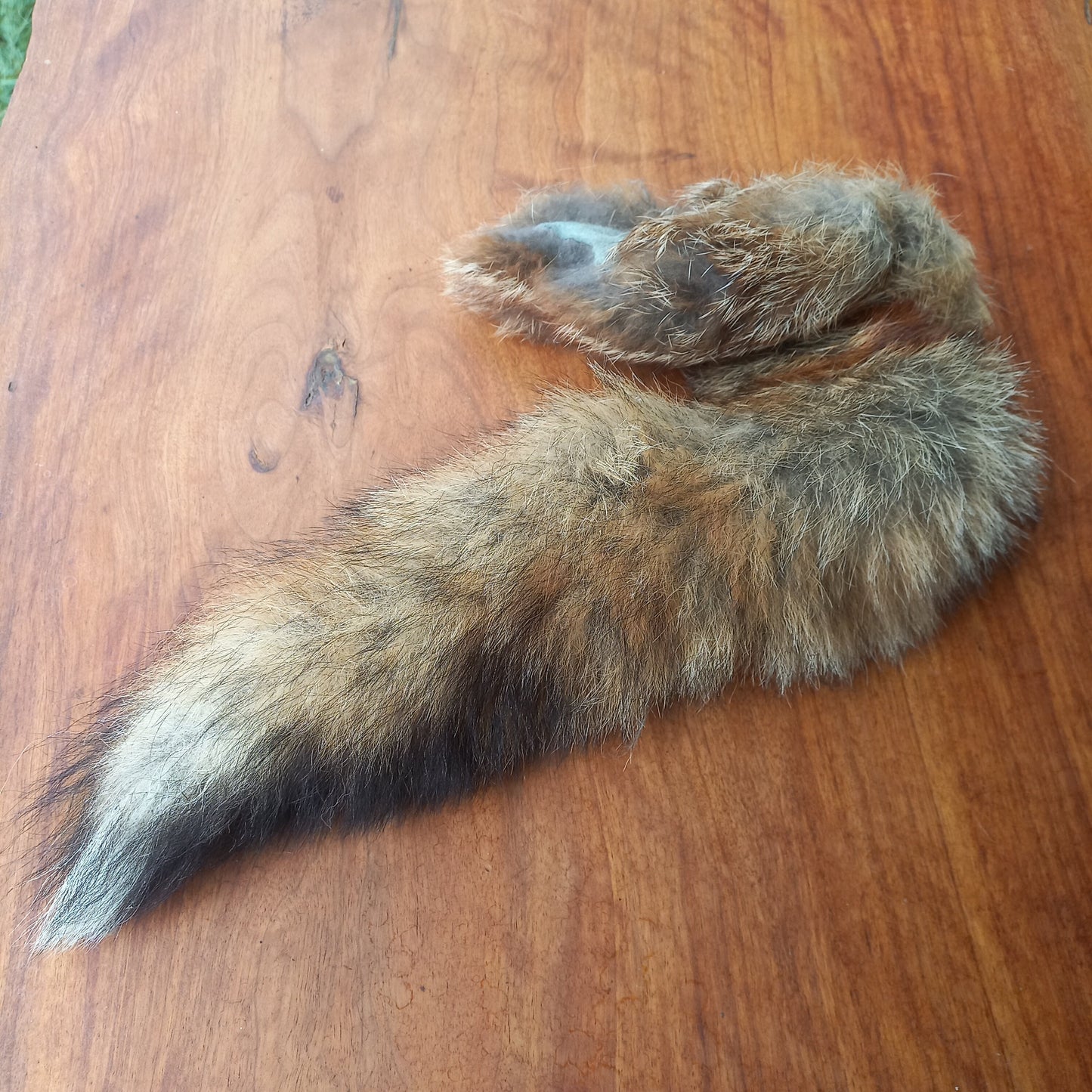 Australian Red Fox Pelt Tail (FOX05)