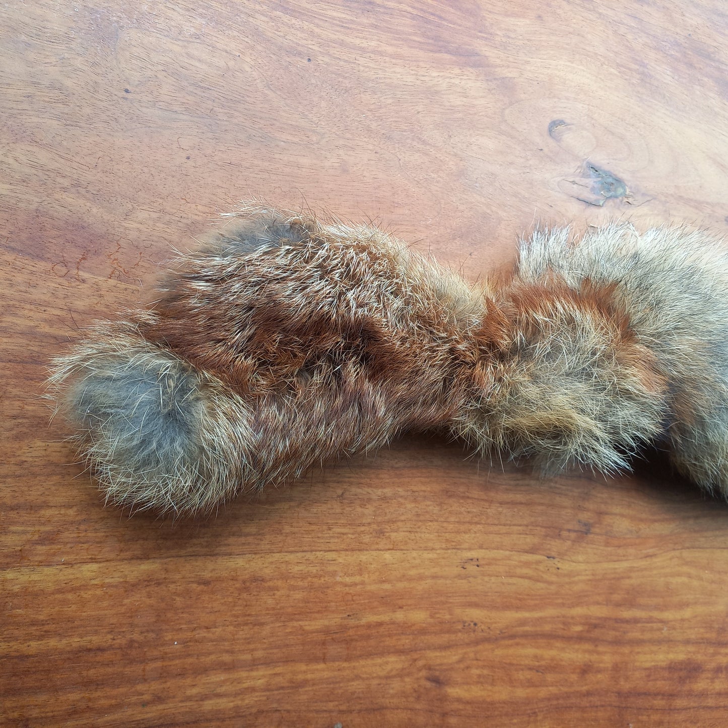 Australian Red Fox Pelt Tail (FOX05)