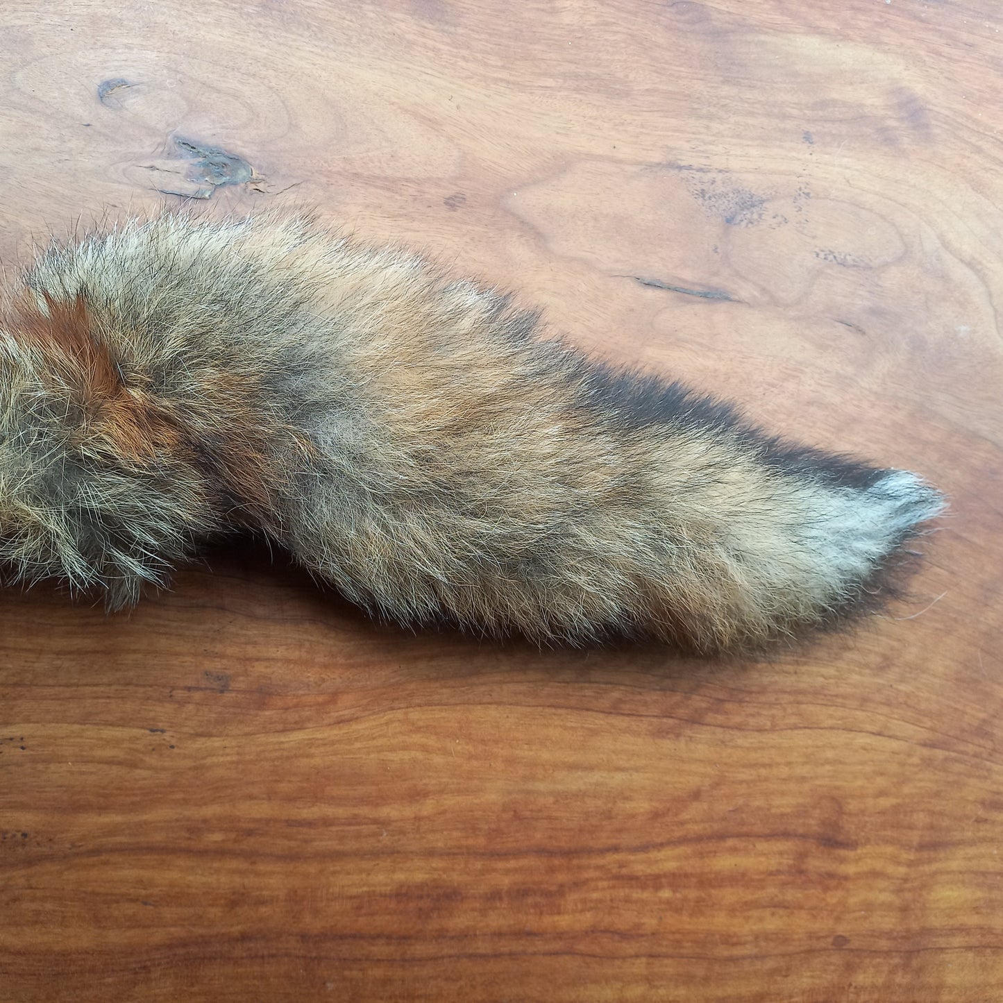 Australian Red Fox Pelt Tail (FOX05)