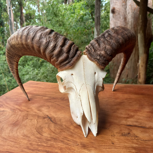 Mouflon Sheep Skull (MLF03)