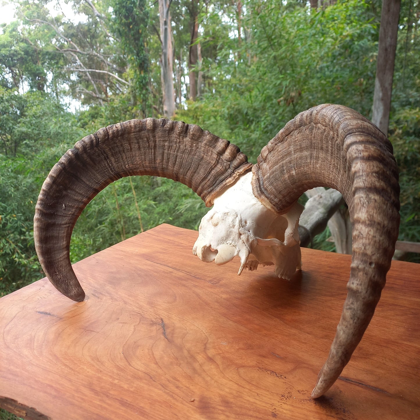 Mouflon Sheep Skull (MLF03)