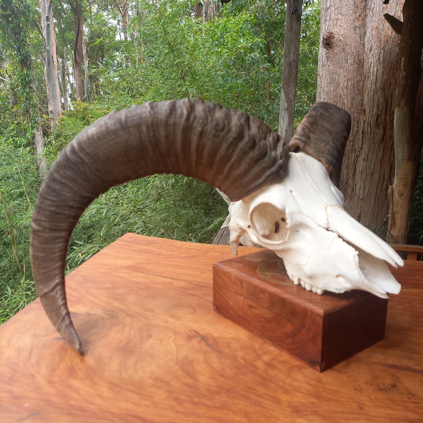 Mouflon Sheep Skull (MLF04)