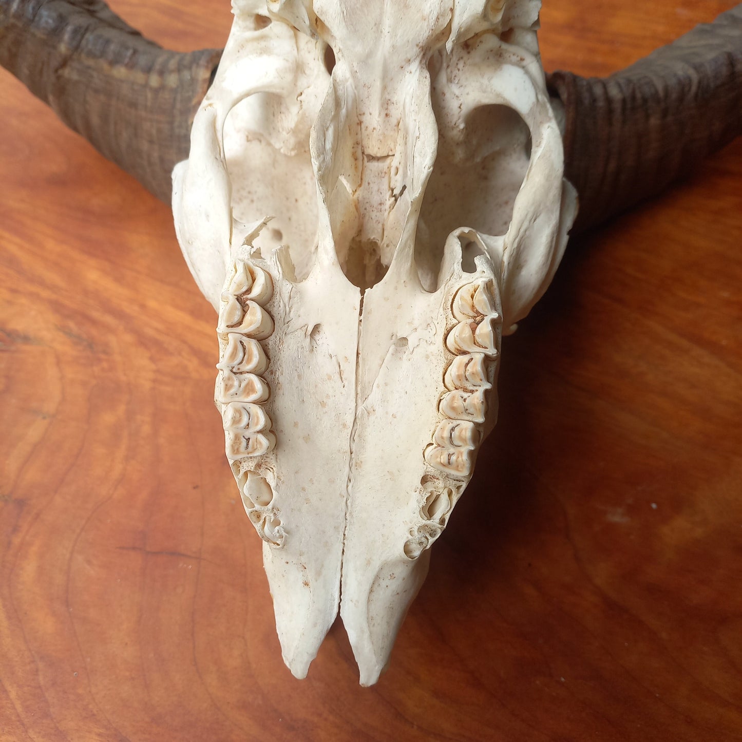 Mouflon Sheep Skull (MLF04)