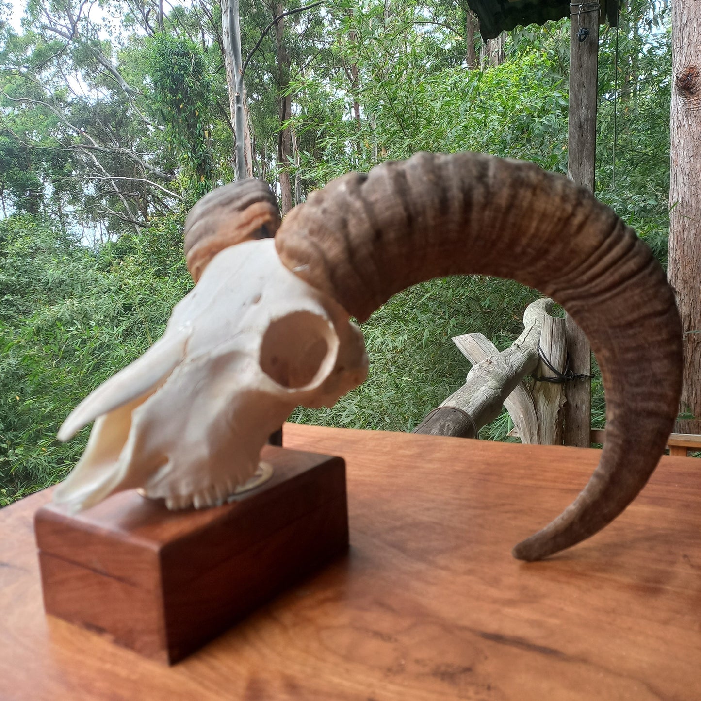 Mouflon Sheep Skull (MLF06)