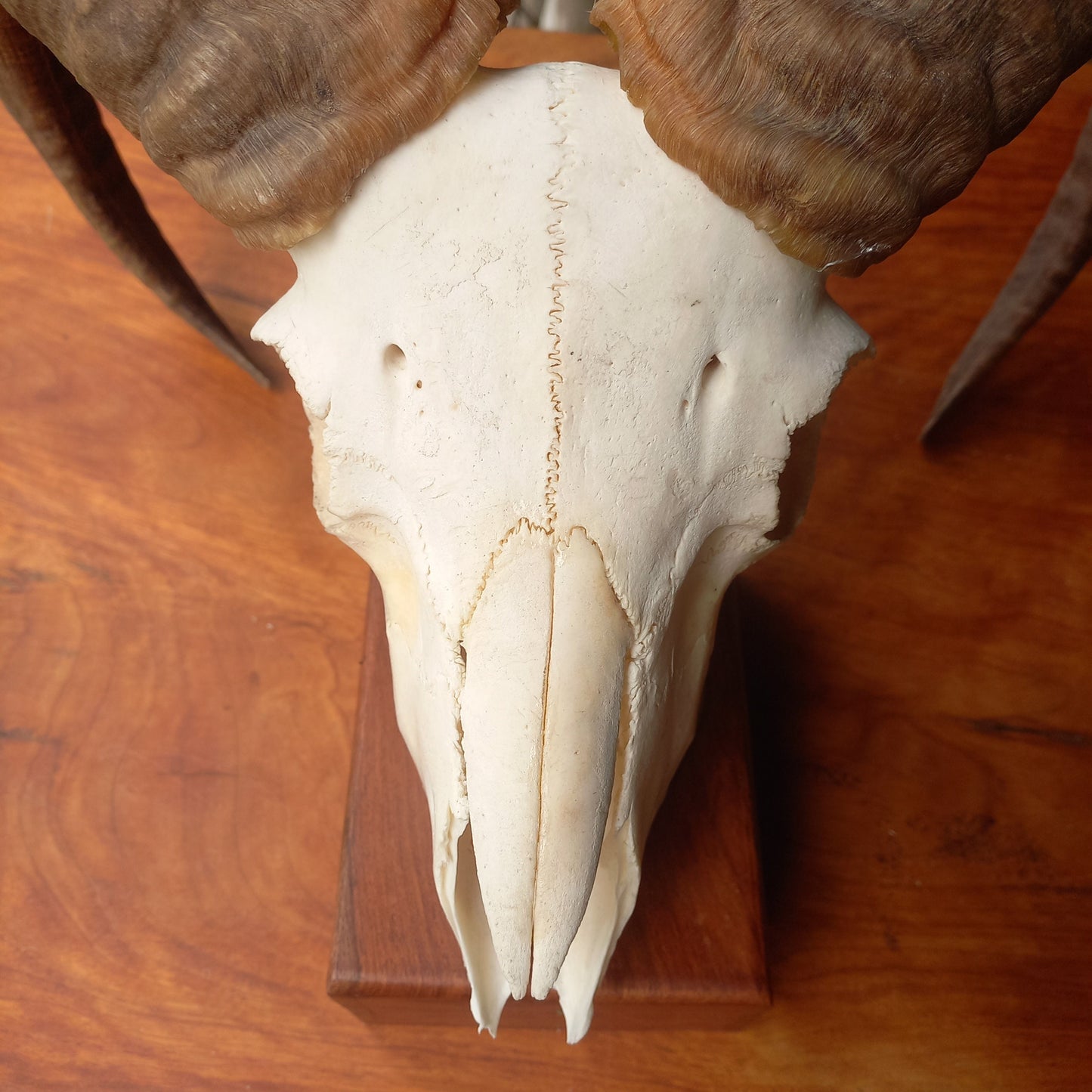 Mouflon Sheep Skull (MLF06)