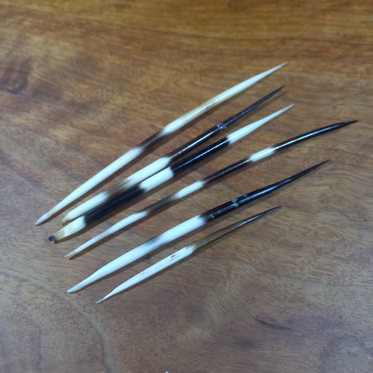 Second Grade Porcupine Quills (2ND001)