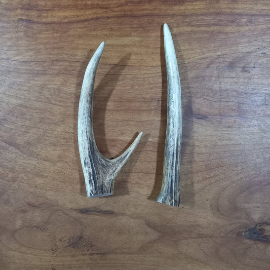 Sambar Deer Antler Fork and Spike