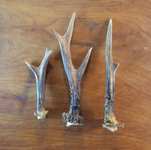 Set of Three Roe Deer Antlers (TRP01)