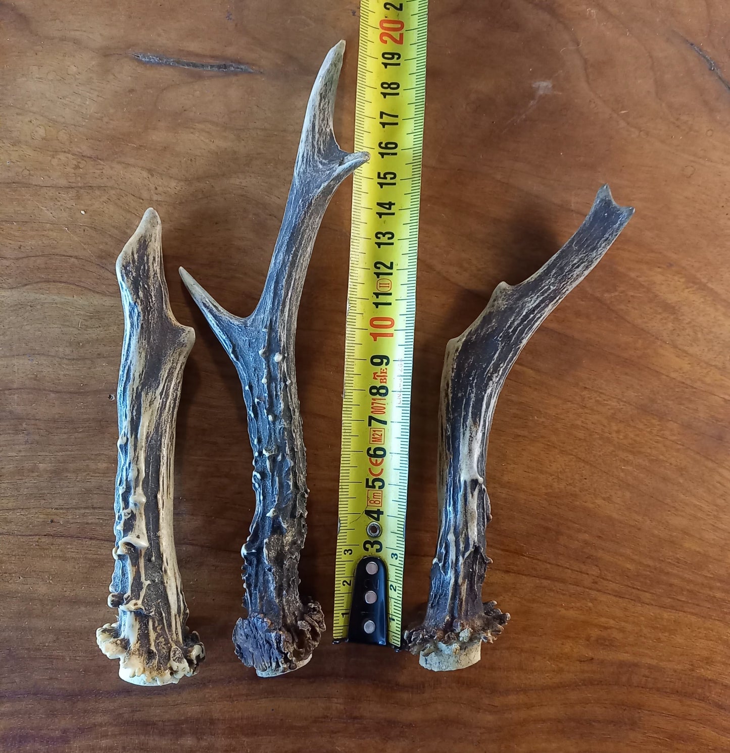 Set of Three Roe Deer Antlers (TRP02)