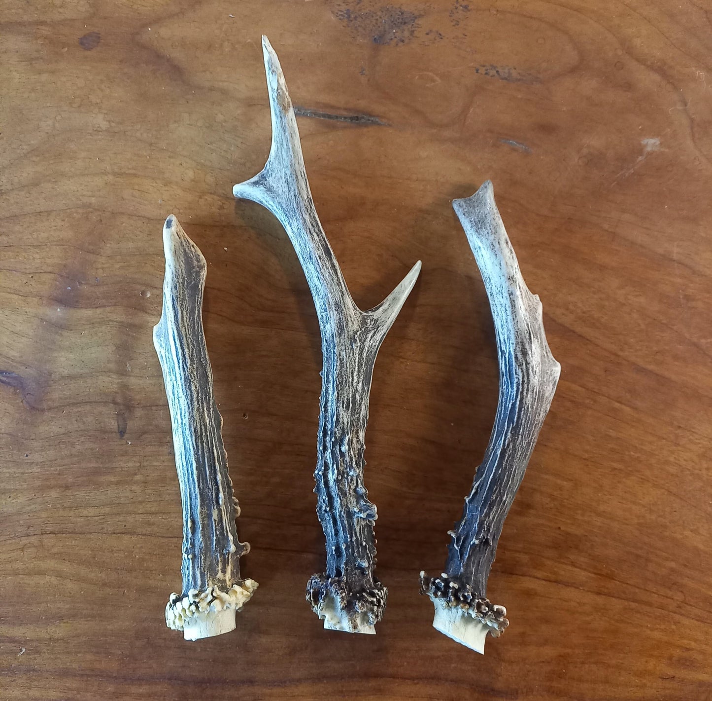 Set of Three Roe Deer Antlers (TRP02)