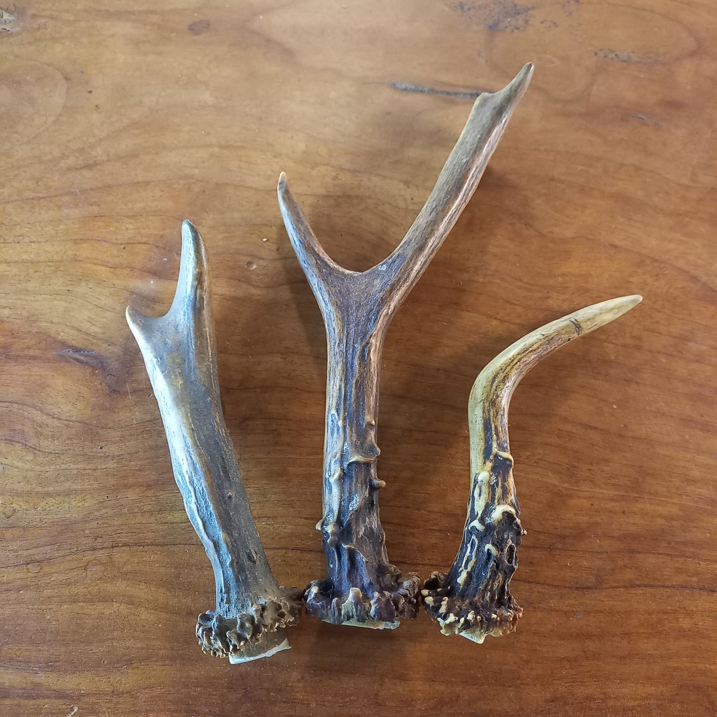 Set of Three Roe Deer Antlers (TRP03)