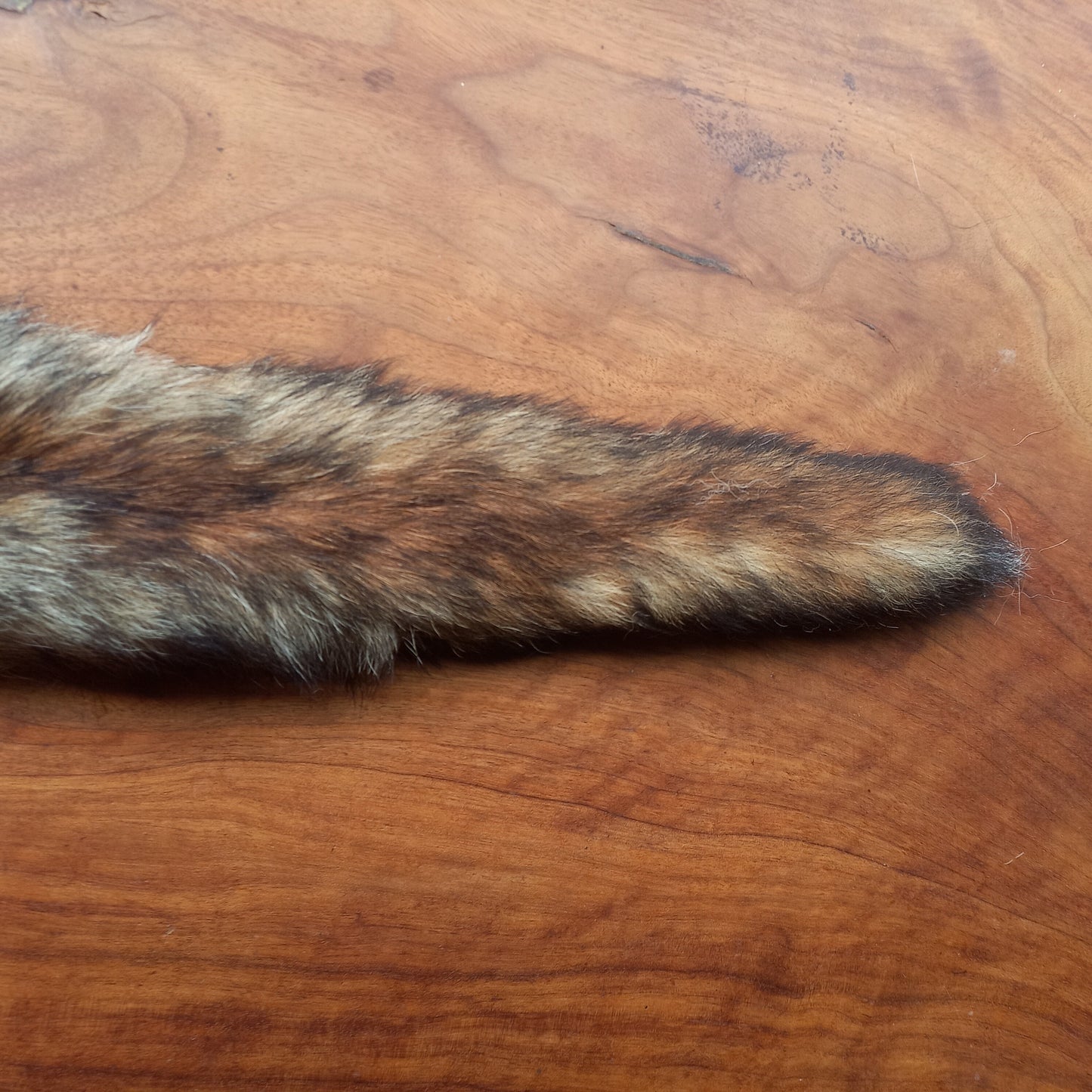 Australian Red Fox Pelt Tail (FOX01)